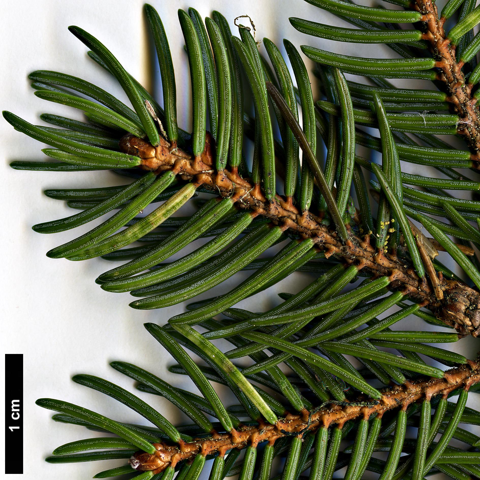 High resolution image: Family: Pinaceae - Genus: Picea - Taxon: koyamae 